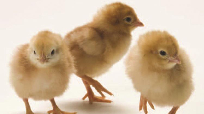 Human hen takes chicks to her bosom