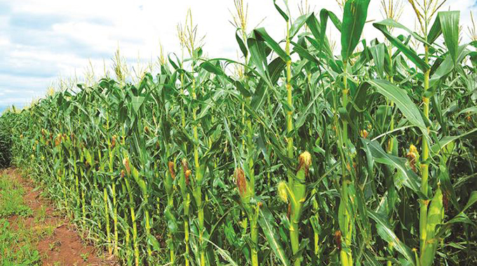 Winter maize project for Kanyemba
