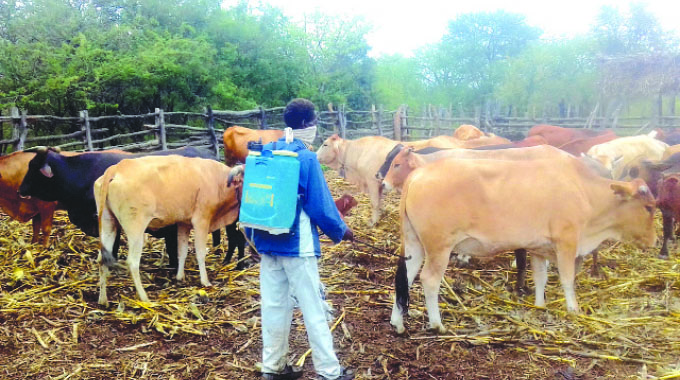Why are cattle farmers always caught offside?