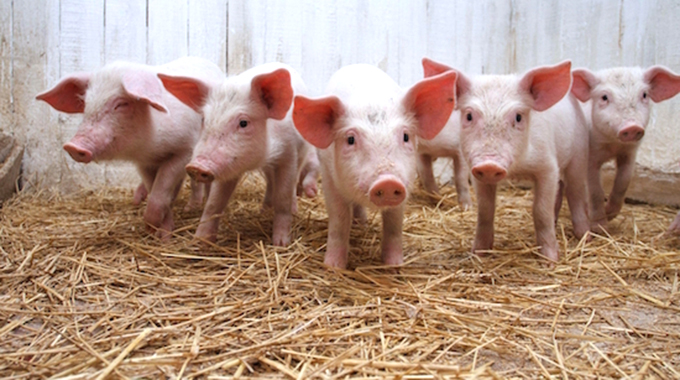 EDITORIAL COMMENT : Piggery scheme can transform livelihoods