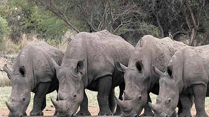 Rhinos back in Uganda after 40 years