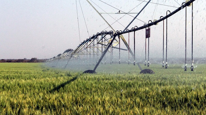 52 000 hectares of wheat germinated by June 15 planting deadline