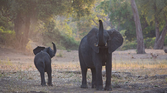 Kariba resident escapes jumbo attack