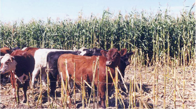 Young farmers trained on producing fodder crops