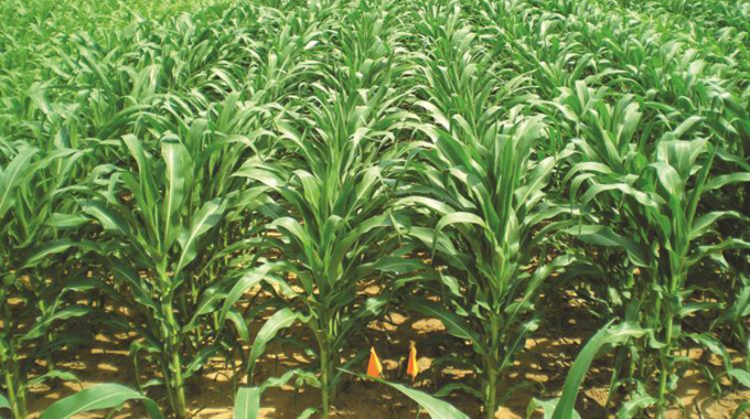 Sweet reed farming pays dividend for Komani farmers