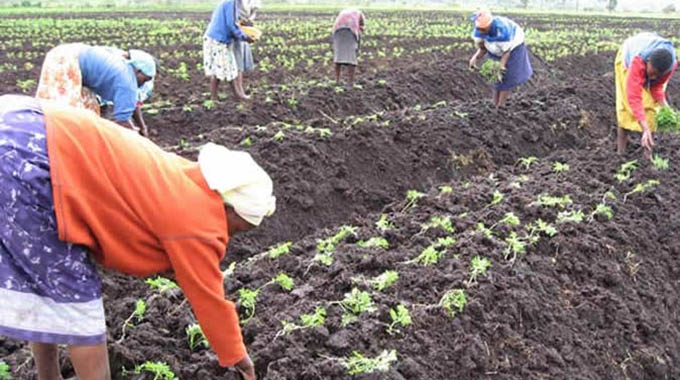 Programme helps reduce farmer suicides in Zim
