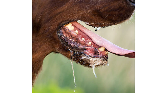 Rabies outbreak forces Gokwe North RDC to order shooting of stray dogs