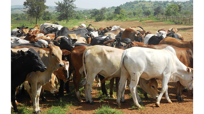 Midlands cattle population hits 980 000