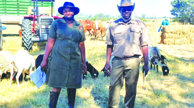 Rise of Ngubra cattle breed