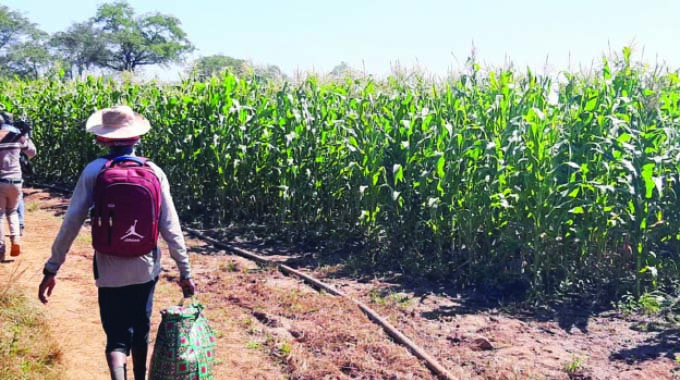 Crop situation improves after recent rains