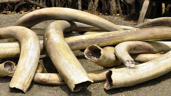 Hwange Police recover elephant tasks