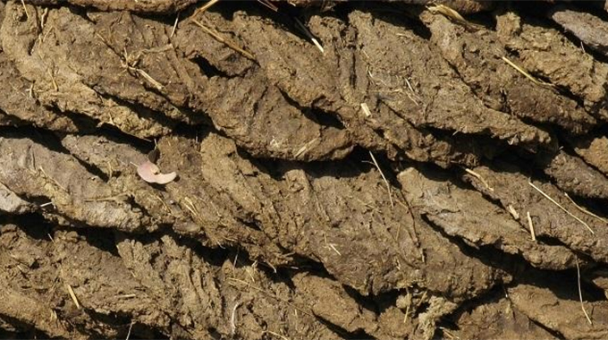 Massive manhunt for cow dung thieves