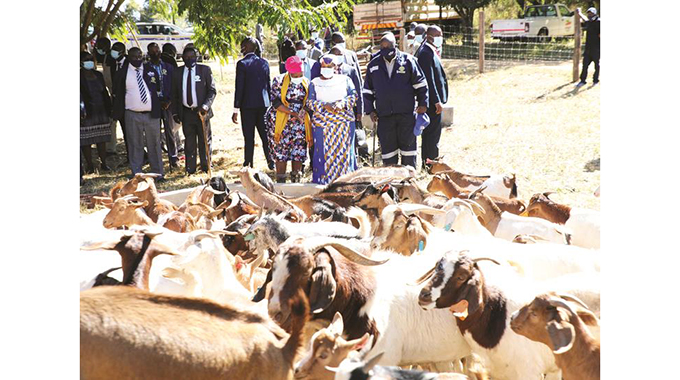 First Lady launches Boer goat scheme
