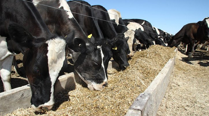 Beitbridge stockfeed programme to alleviate shortage