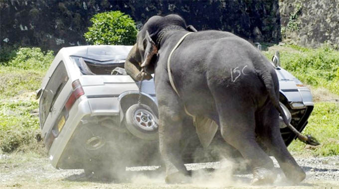 Editorial Comment: Wildlife, human conflict needs better solutions
