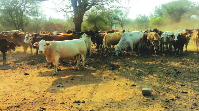 ‘National herd re-building programme climbs a rung higher’