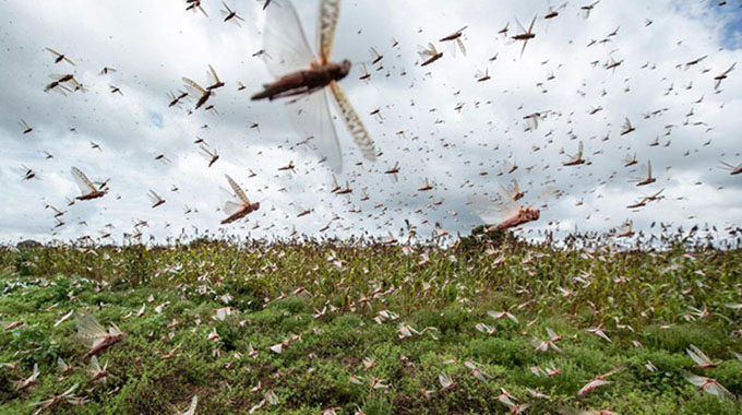 ‘Pests can cause huge economic losses’