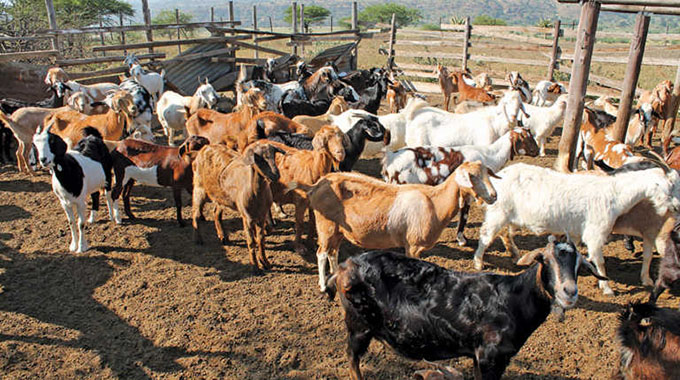 Importance of record-keeping in goats, sheep farming