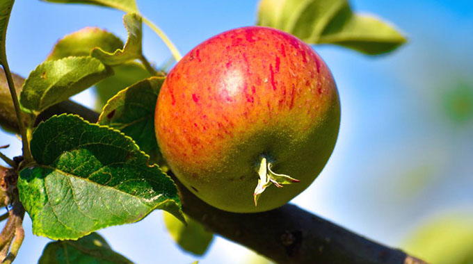 Govt’s fruit trees programme will leave no one behind
