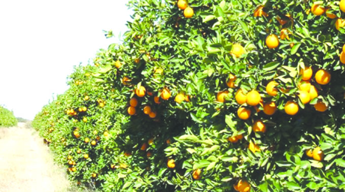Horticulture sector in nostalgic mode for the past