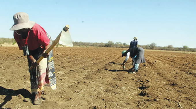 Summer cropping hectarage increases