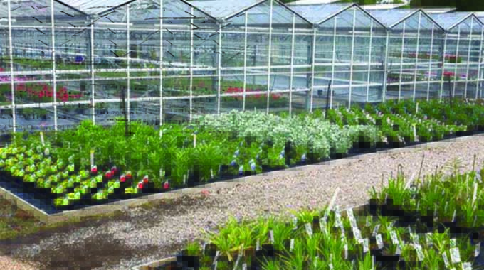 AMA to create rural horticulture markets