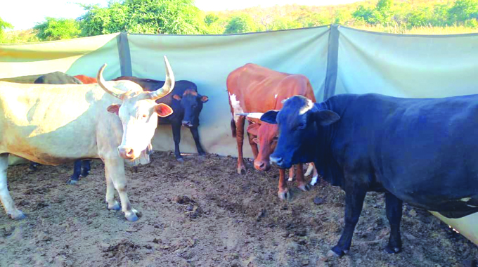 Mobile boma initiative helps protect livestock from predators