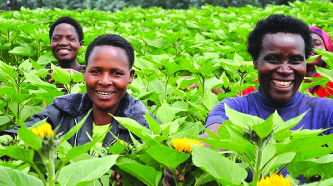 Import substitution: Stakeholders target 234 615ha sunflower