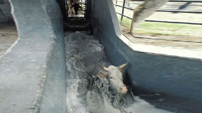 Farmers urged to dip cattle regularly