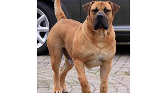 Man (70) killed by 3 vicious dogs