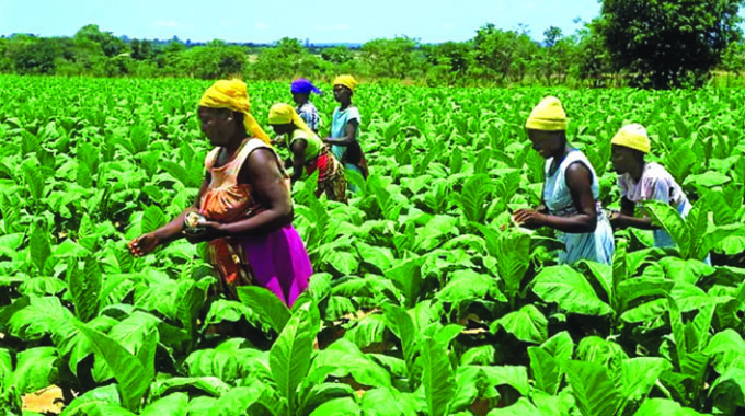 Uhuru empowered black tobacco farmers