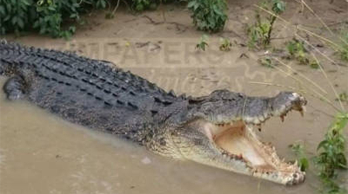 Girl (13) killed in crocodile attack