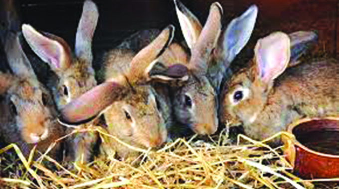 Rising rabbit meat consumption piques international markets
