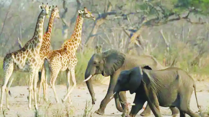 Need to shift narrative on conservation, wildlife