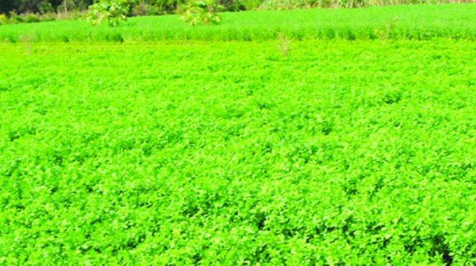Lucerne project will not only reduce cattle deaths…