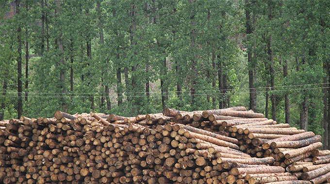 The underutilisation of timber estates by large-scale companies is a major challenge