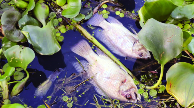 Masvingo council probes fish deaths in two rivers