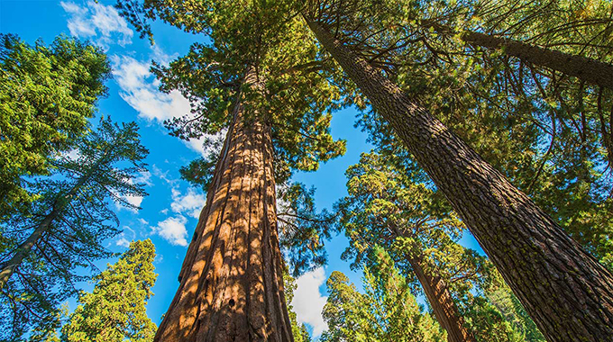 Inaugural symposium on forestry opens