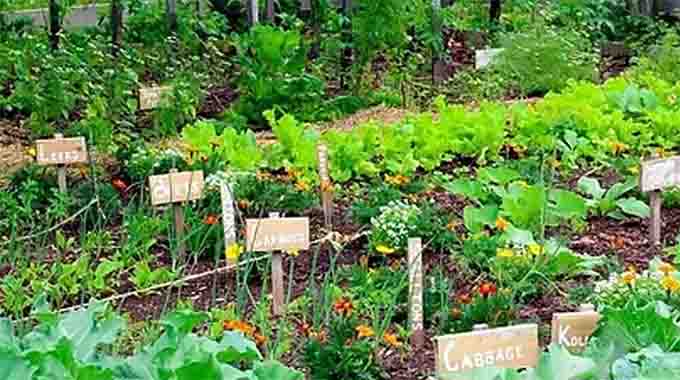 AgriTips – THE IMPORTANCE OF GROWING VEGETABLES