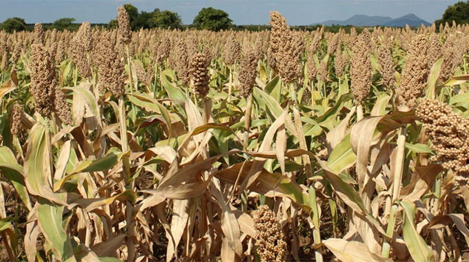 Traditional grains become fashionable for communal farmers