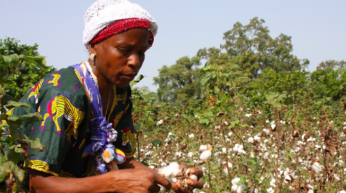 Cottco promises farmers early payment