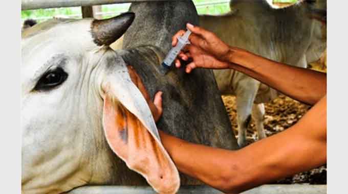 Farmers urged to vaccinate cattle for lumpy skin disease