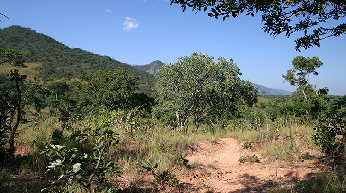 Miombo trees the heartbeat of Zim