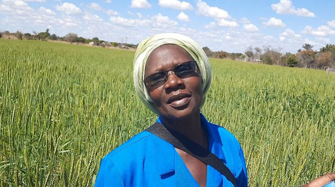 Vlei wheat production, a game-changer
