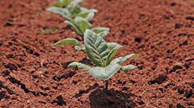 Tobacco planting preparations begin
