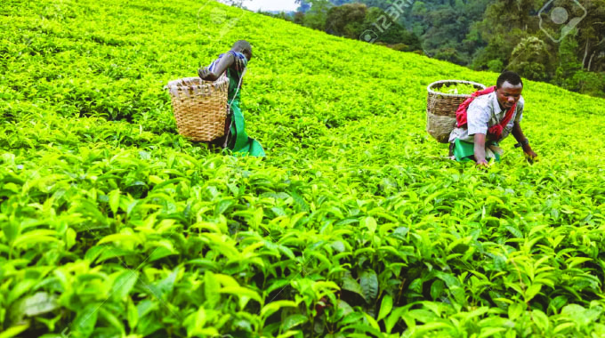 Africa offers solutions to world food supply problems