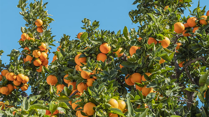 ‘No one will be left behind in Govt’s fruit trees programme’