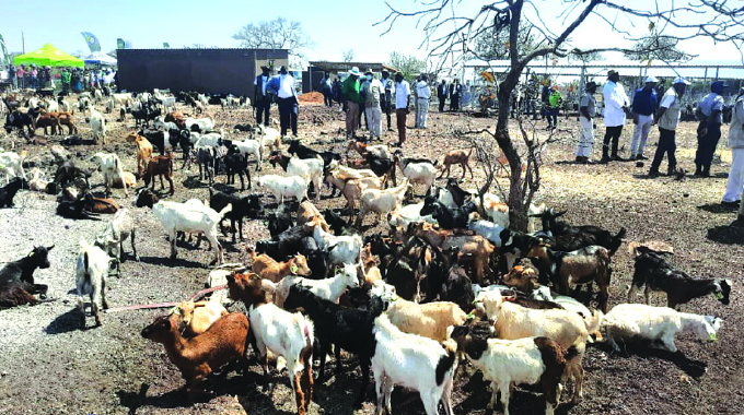 Goat project transforms Gwanda community