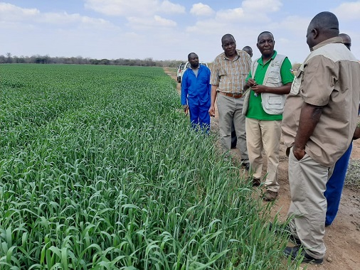 Over 600ha under wheat at Mwenezana Estates as Masvingo eyes record harvest