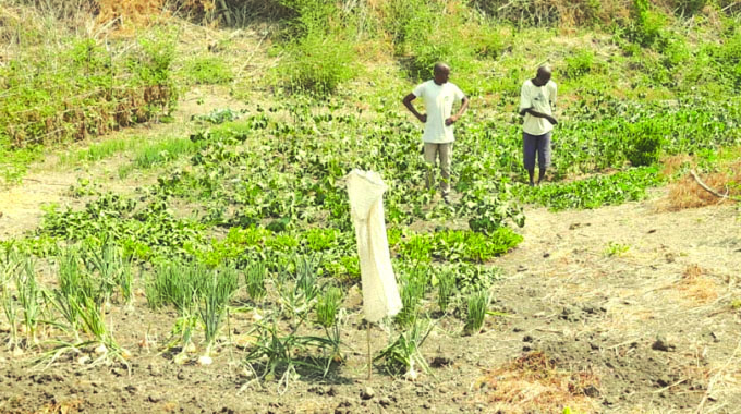 BaTonga’s thriving riverside gardens under threat